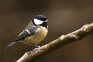 Mésange-charbonnière-02